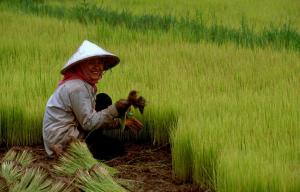 The effects of growing rice in low water and high salt conditions