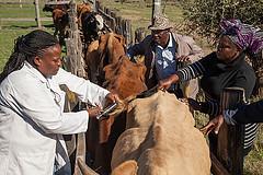 Lifestock vaccination