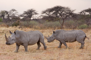 Rhinos, an endangered species