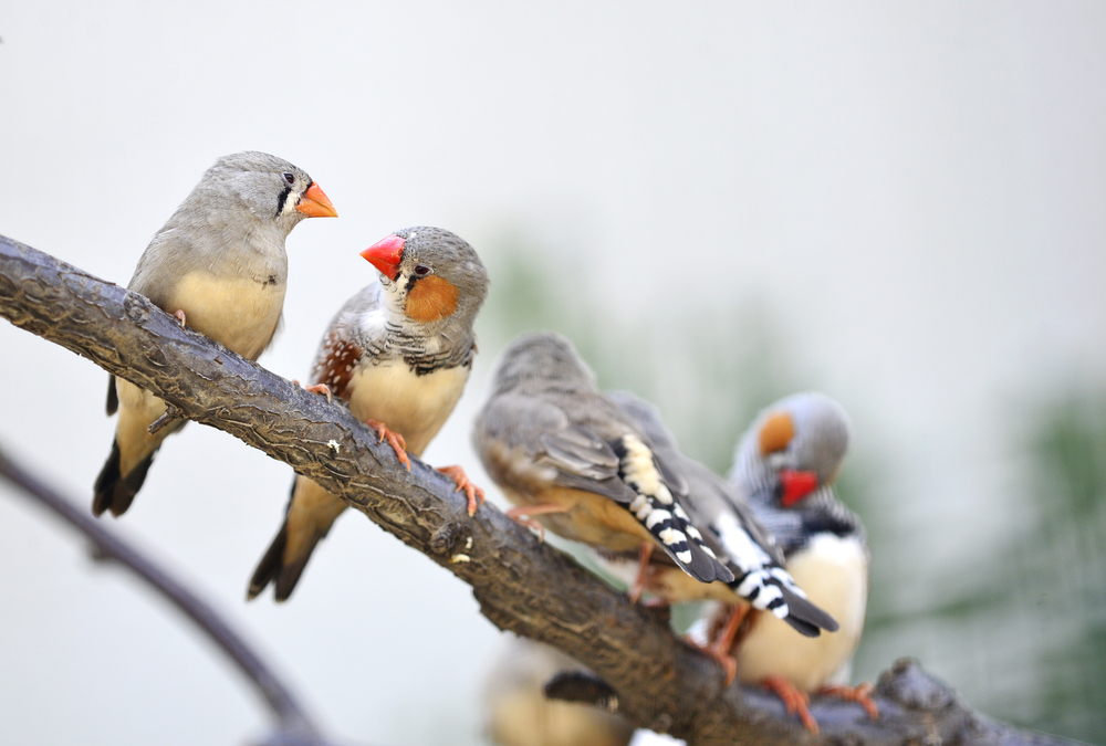 zebra finches