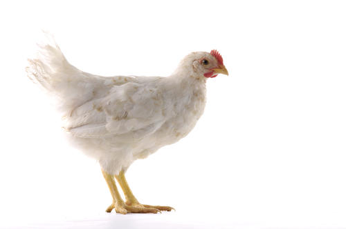 Chicken Flu Evolution Yields Insight into Origins of Deadly Strain