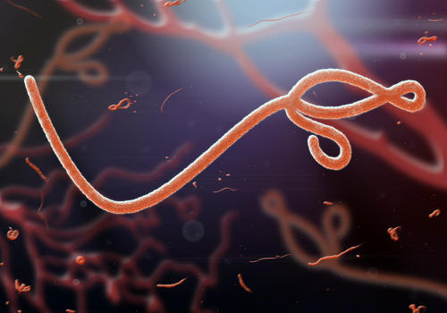 shutterstock ebola virus