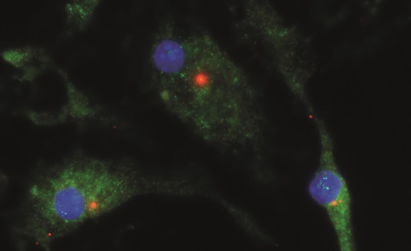 Scientists believe MCC950 inhibits NRLP3 (shown as red dot) by binding directly to it or interfering with its regulation in some way. Source: Rebecca Coll