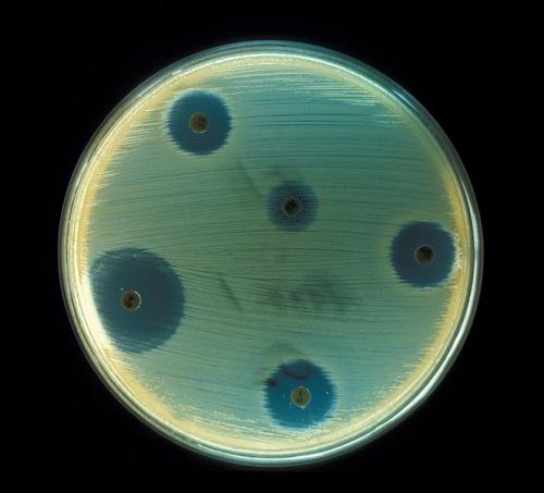 Staphylococcus aureus - Antibiotics Test plate. Credit: CDC