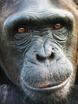 Kiki is a chimpanzee at Tchimpounga Chimpanzee Sanctuary in the Republic of Congo. A new study of chimpanzees and bonobos finds that humans aren’t the only species susceptible to “glass half empty" thinking. Photo by Alexandra Rosati, Duke University.