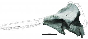 First dolphins appeared millions of…