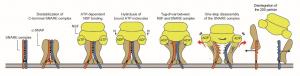 A long-standing mystery in membrane traffic, the disassembly of a SNARE complex by NSF, was solved.