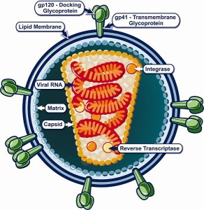 Anti-Herpes Drug May Help Control HIV