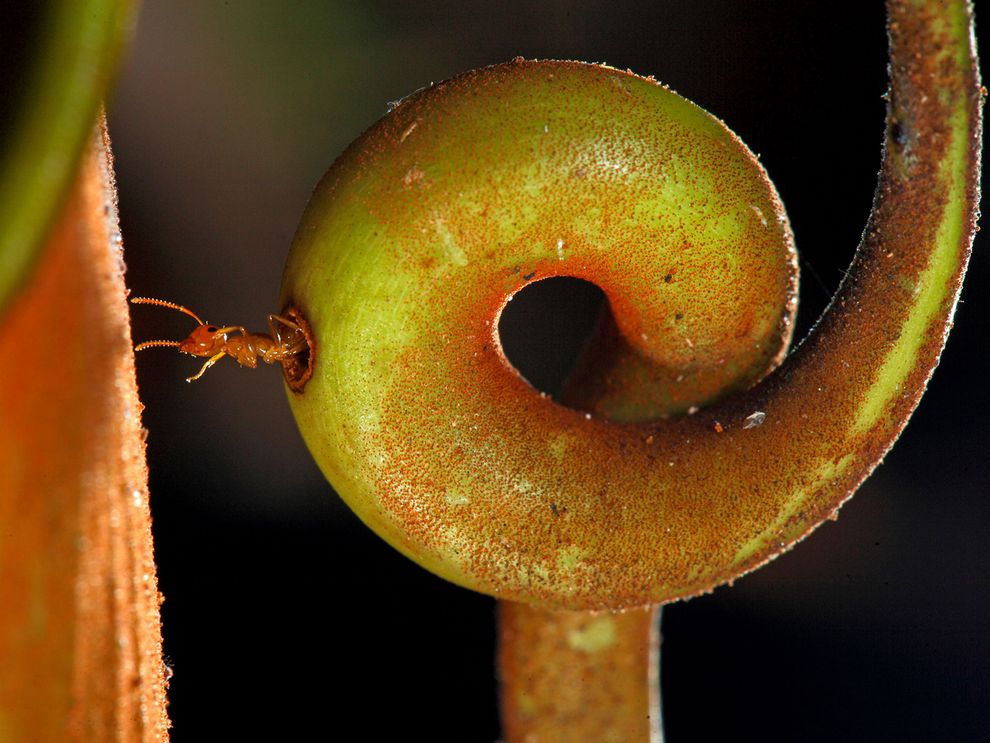 ant carnivorous plant
