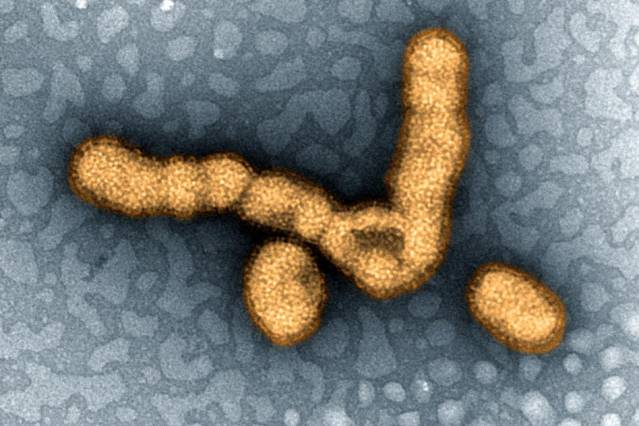 Swine Flu Outbreak in India…