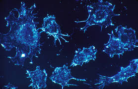 Genetic modification aids cancer drug…