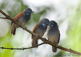 Babbler Rising: Bird thought to…