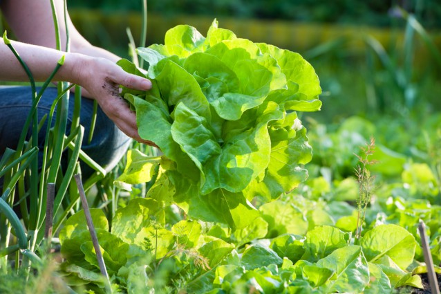 Climate change could make food…