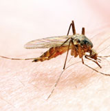 Scientists Develop Method to Suppress…