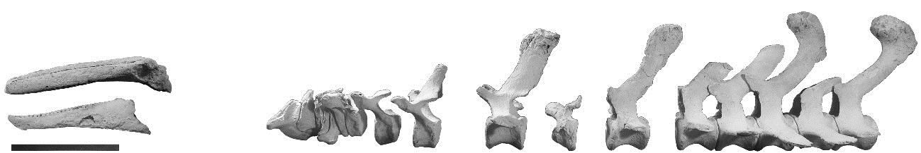 Fossils provide insight into porpoises’…