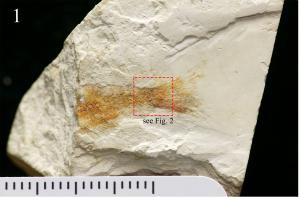 Hong Kong’s first identified dinosaur-era…