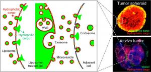 Anti-Cancer Therapy Delivering Drug to…