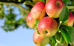 An Apple a Day May…