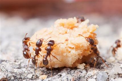 Some Ants Have More Taste…