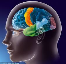 Brain cells can ‘wait’ to…