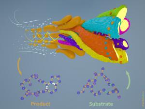 Doing the impossible: enzyme-catalyzed Diels-Alder…