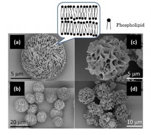 Mesoporous Particles for the Development of Drug Delivery System Safe to Human Bodies