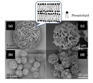 Mesoporous Particles for the Development…