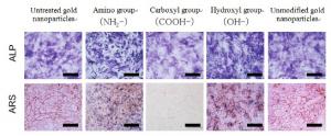 Development of Gold Nanoparticles That Control Osteogenic Differentiation of Stem Cells