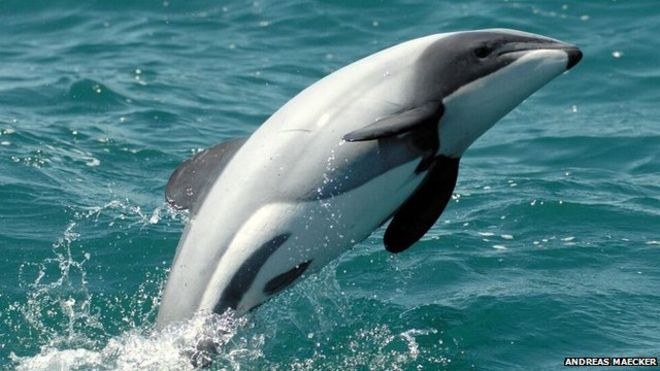 The smallest and rarest marine dolphin in the world could be extinct within 15 years if protection is not stepped up, new research suggests.