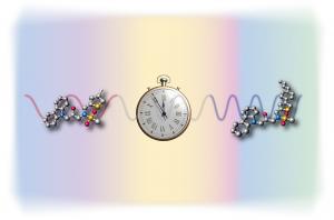 Small molecules change biological clock…
