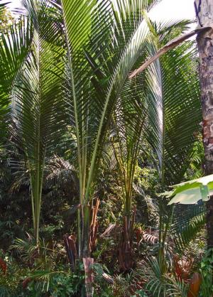 Using sago waste to absorb…