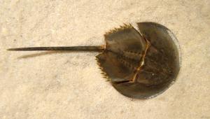 Humans threaten Asian horseshoe crabs
