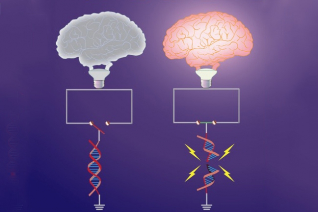 DNA breakage underlies both learning,…