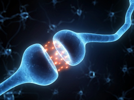 Brain Receptor Found to Significantly…