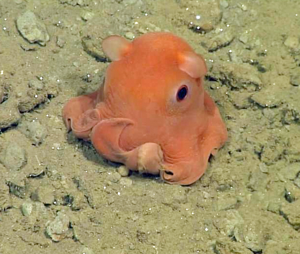 The cute tiny octopus-Scientist may…