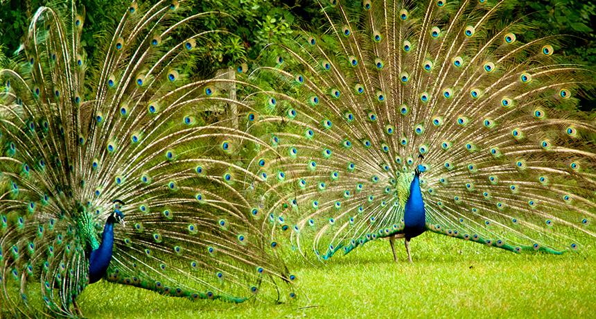Male peacocks keep eyes low…