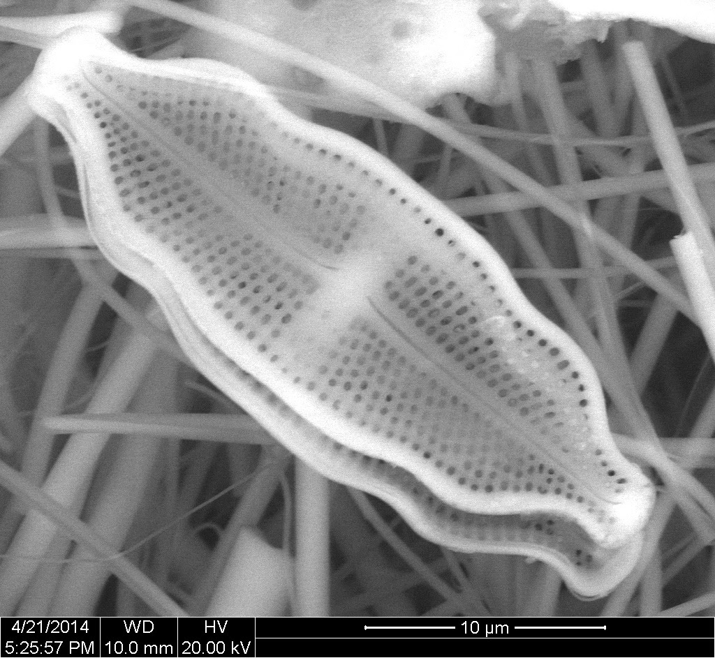 Ancient algae found deep in…