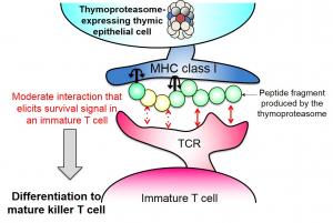 Mechanism of T cell self/non-self “education”