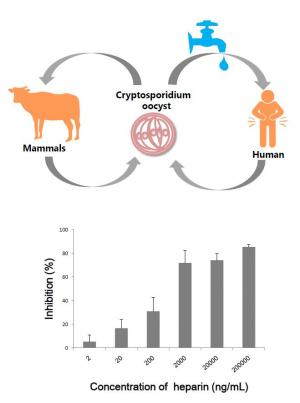 Drug inhibits infection with cause…