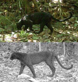 Malaysia’s ‘black panthers’ finally reveal…