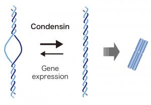 How to make chromosomes from DNA