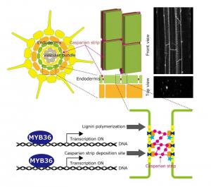 Single gene regulates Casparian strip…