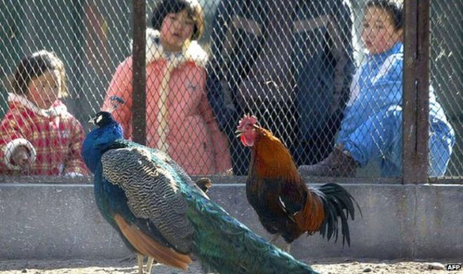 Animal centres used to help…