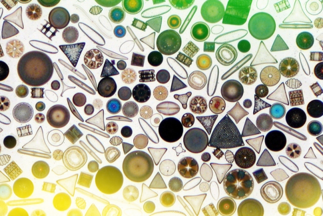 Ocean acidification may cause dramatic…