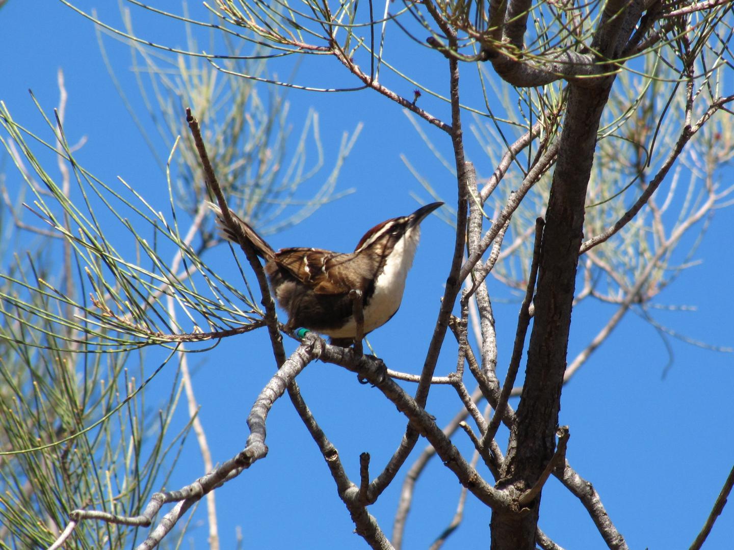 Bird Babble Reveals Clues to Evolution of Language