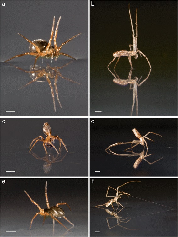 Spiders, Known to Fly, Also…