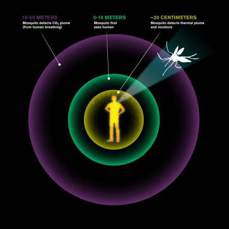 Mosquitoes Use Smell to See…
