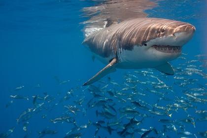 Shark! Scientists Try to Count…