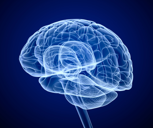 How Insulin Calms Brain Activity