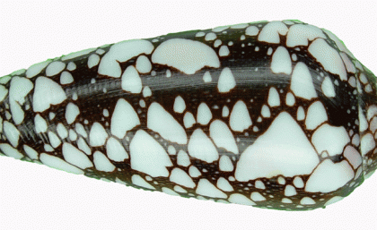 Killer Sea Snail a Target…